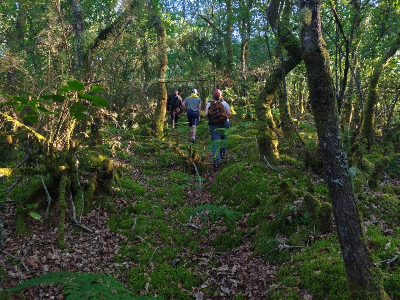 Bosque de San Fitorio